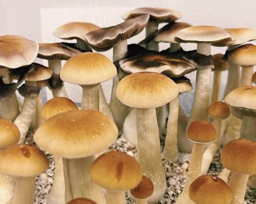 shroomiez chocolate