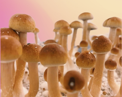 shroomiez chocolate